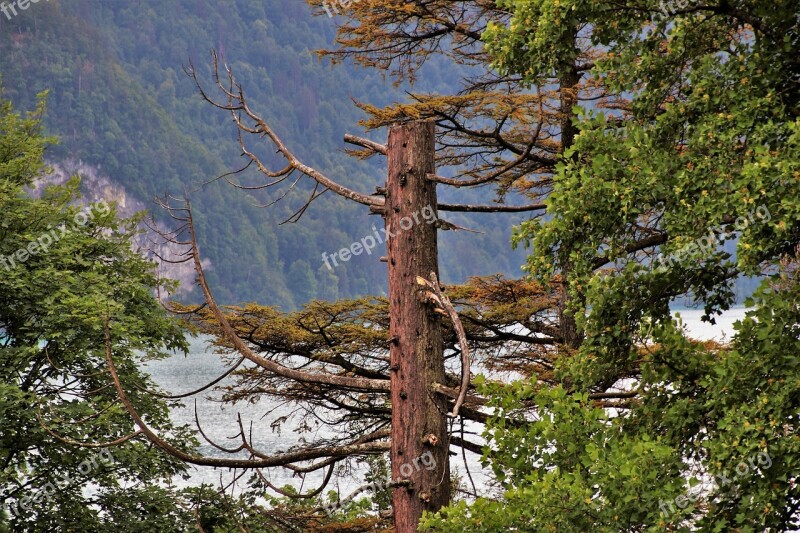 Alpine Landscape Tree Pine Forest