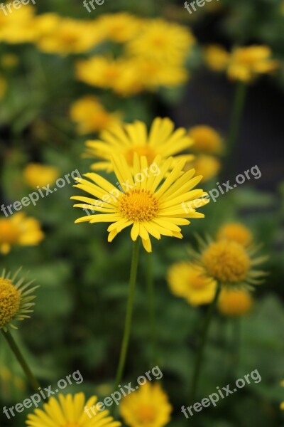 Perennial Doronicum Spring Flower Free Photos