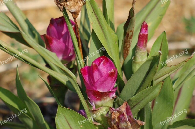 Turmeric The Flower Of Turmeric Spices Garden Free Photos