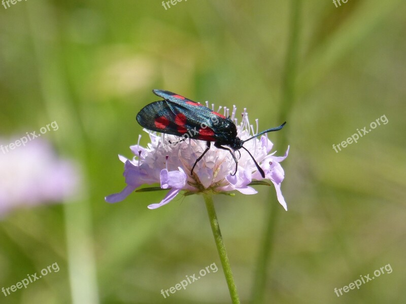 Butterfly Flower Libar The Tongue Of The Butterflies Zygaena Filipendulae