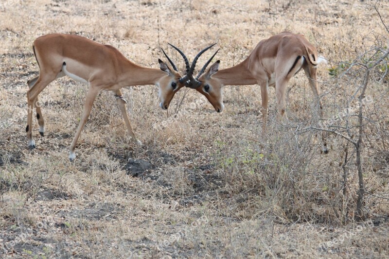 Africa Safari Tanzania Seringeti Nature