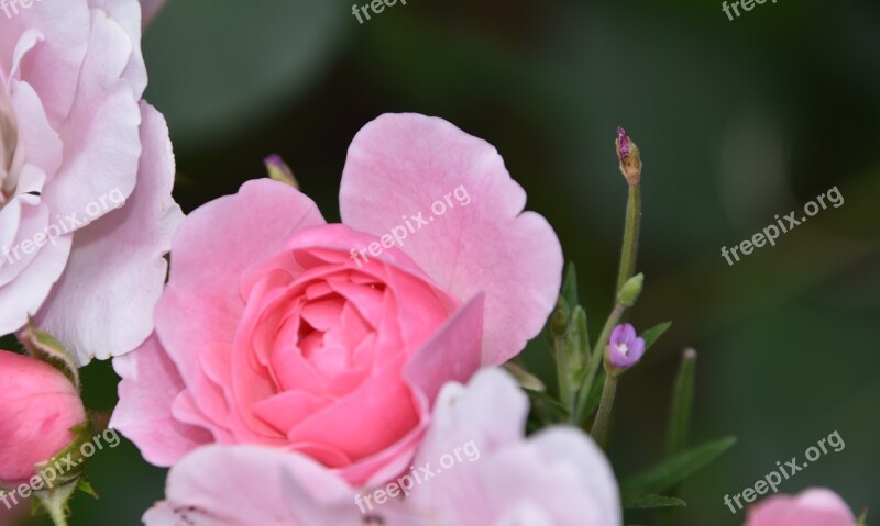 Rosebush Pink Flower Nature Garden