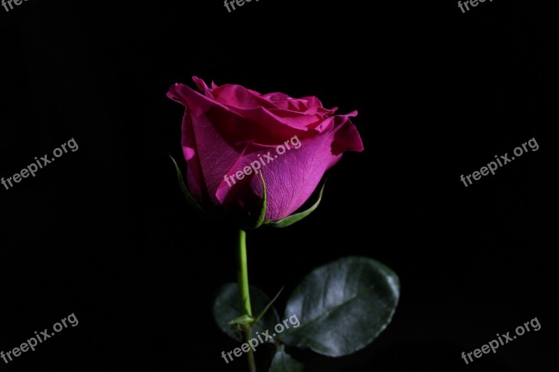 Rose Flower Roses Nature Romantic