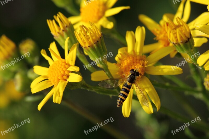 Insect Hoverfly Yellow Flower Free Photos