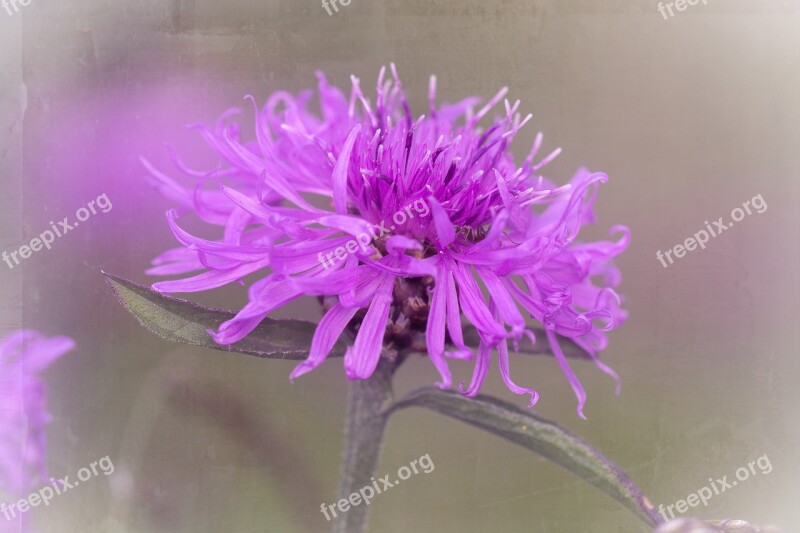 Knapweed Purple Purple Flower Flower Blossom