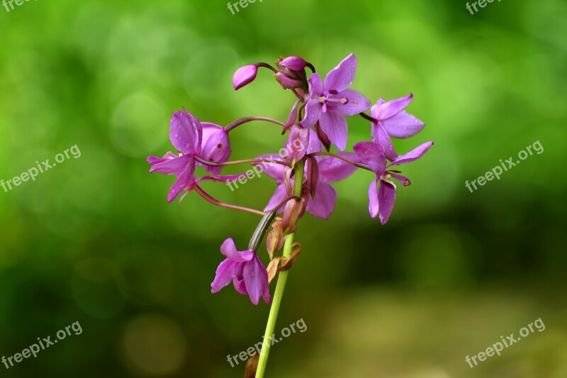 Orchid Flower Blossom Bloom Violet