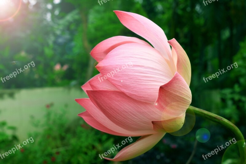 Flower Lotus Landscape Aquatic Plant