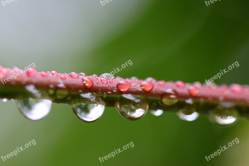 Drops Drop Rain Twig Wet