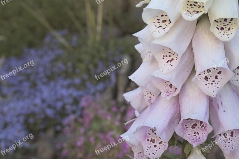 Foxglove Garden Macro Flower Blossom