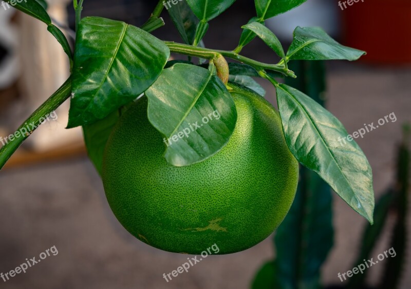 Grapefruit Green Food Citrus Fruit Delicious