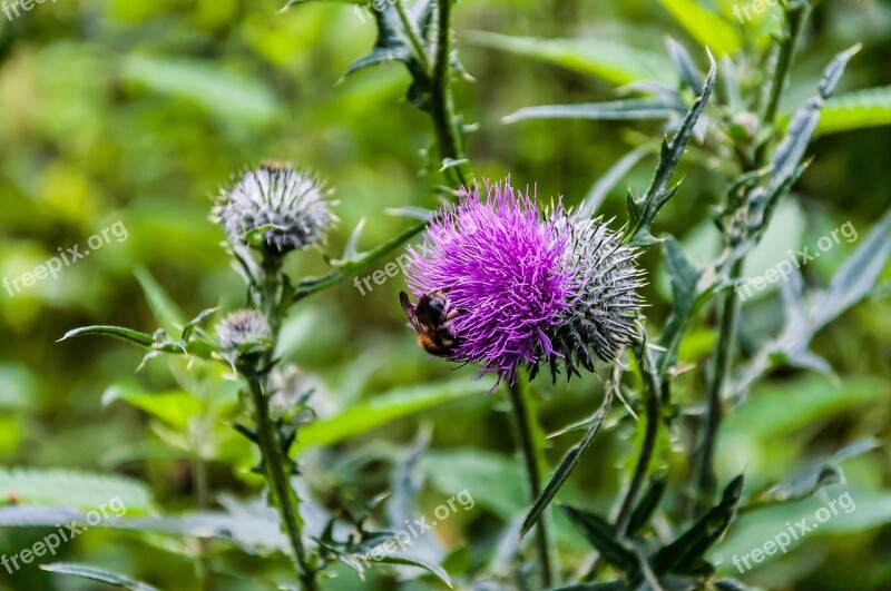 Nature Thistle Thistle Flower Wild Flower Free Photos