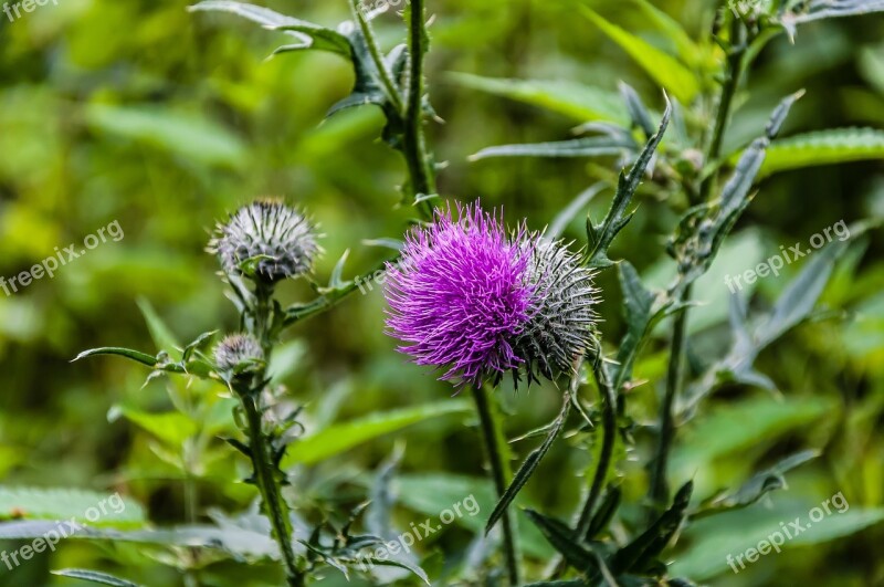 Nature Thistle Plant Prickly Thistle Flower