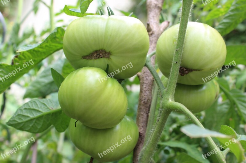 Fried Green Tomatoes Tomatoes Vegetables Eat Healthy