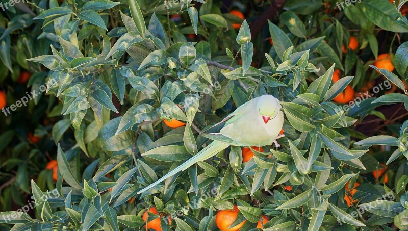 Oranges Parrot Liguria Coast Free Photos