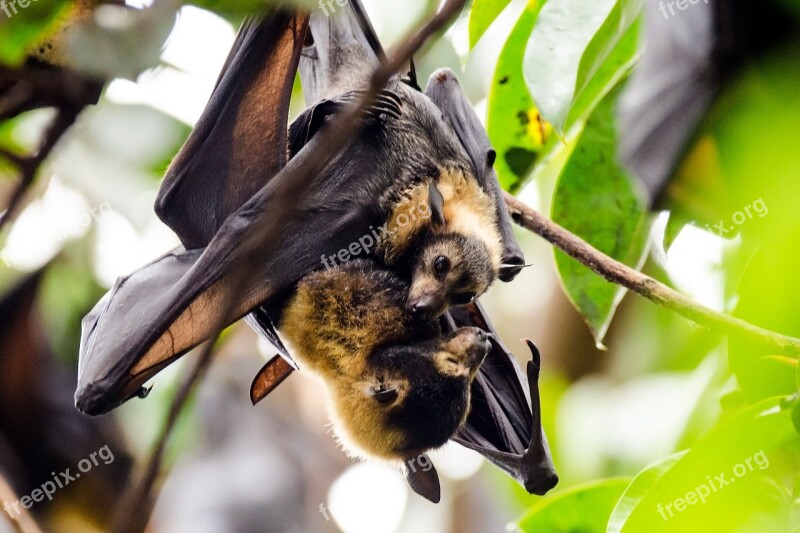 Bats Flying Foxes Spectacled Flying Fox Wildlife Nature