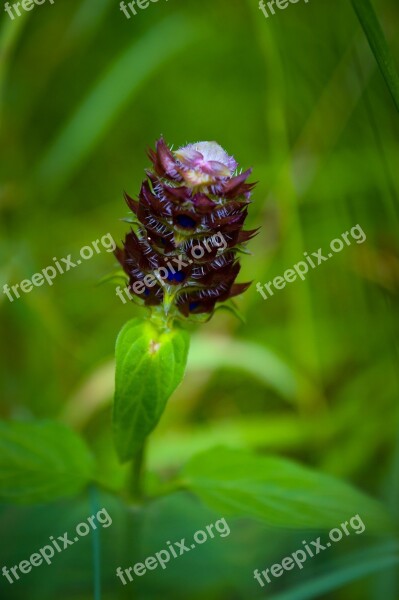 Nikon D 3200 Rs Flowers Plant Macro