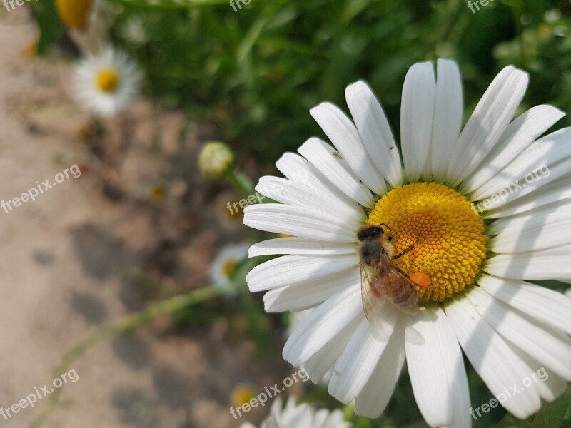 Daisy Flowers Ox-eye Daisy Bee Background Photo