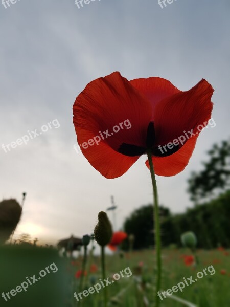 Olympic Park Wild Flowers Every Day Flowers Ponceau Flower