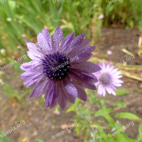 Flower Lilac Flower Drops Rain Wet Flower