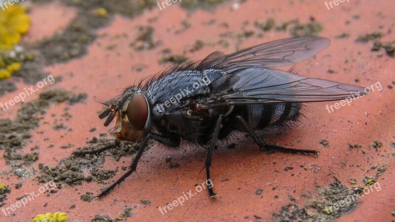 Fly Bluebottle Insect Macro Nature