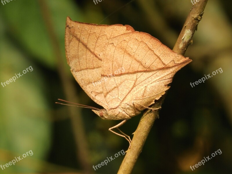 Butterfly Manas National Park Assam Bodoland Free Photos