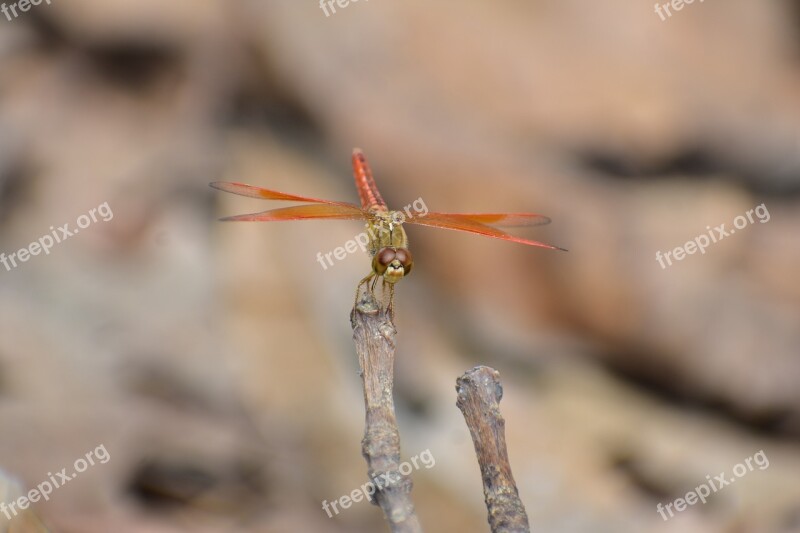 Dragon Fly Macro Close Up Nature Orange Dragon Fly Insects