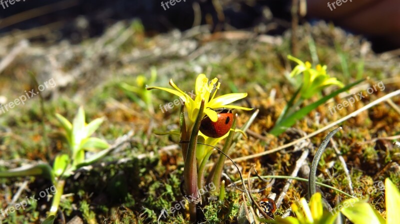 Ladybug Flower Field Macro Tipster