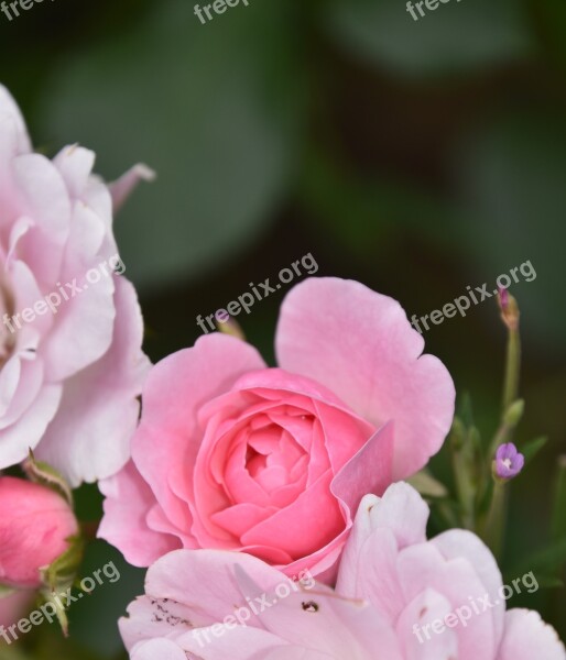 Rosebush Pink Flower Nature Garden