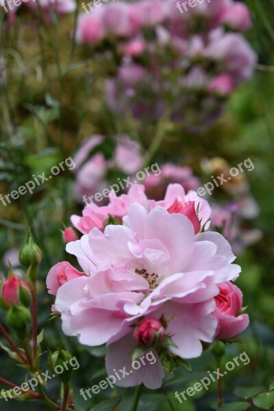 Rosebush Pink Flower Nature Garden