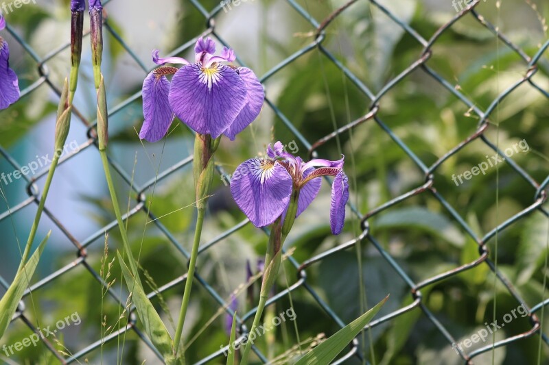 Irises Flowers Spring Flowers Beautiful Nature