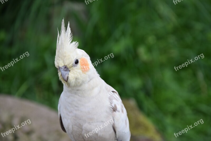 Parakeet Small Parrot Animal World Bird Free Photos