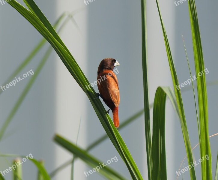 Bird Small Cute Wild Wildlife