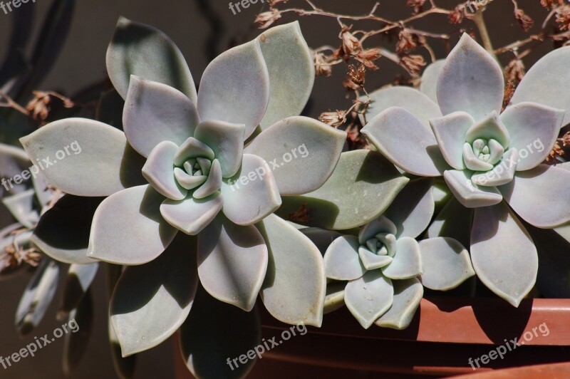 Succulent Plant Fat Plant Free Photos