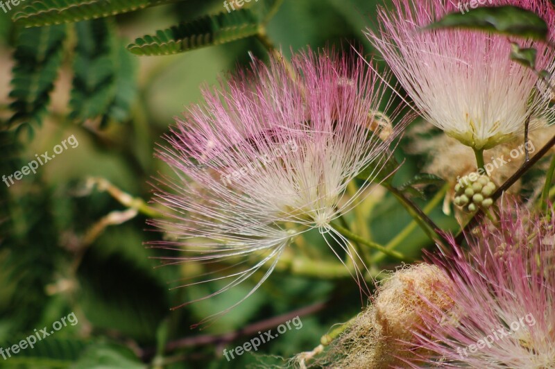 Acacia Of Constantinople Gaggia Arborea The Tree Of Silk Persian Albizia Julibrissin Plants