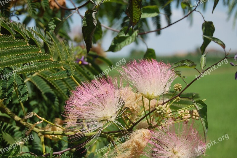 Acacia Of Constantinople Gaggia Arborea The Tree Of Silk Persian Albizia Julibrissin Plants