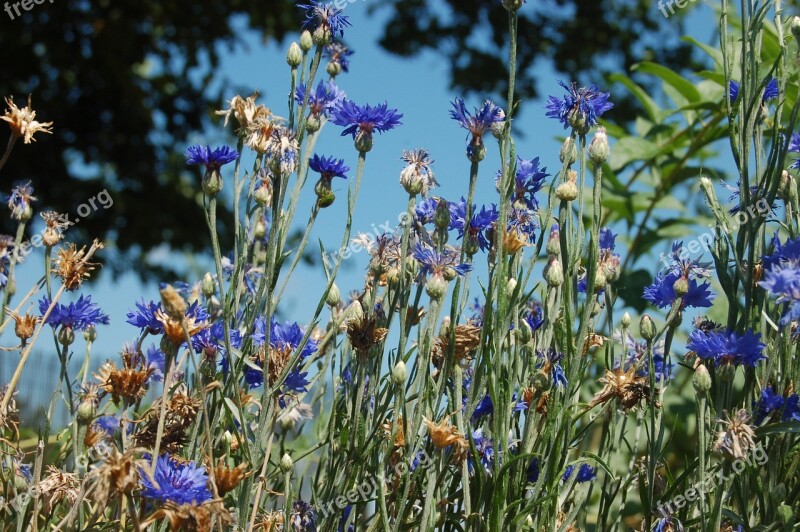 Blue Flowers Cornflowers Bloom Blue Fleur-de-lis