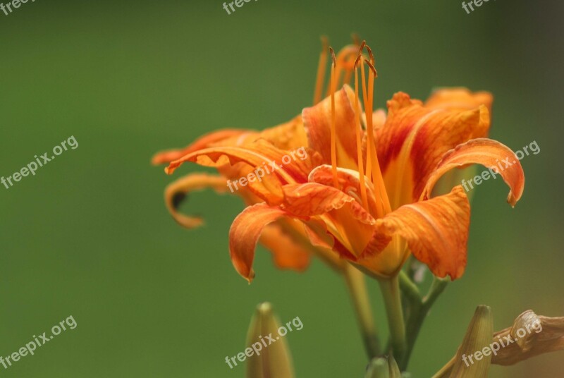 Flowers Summer Summertime Nature Blossom