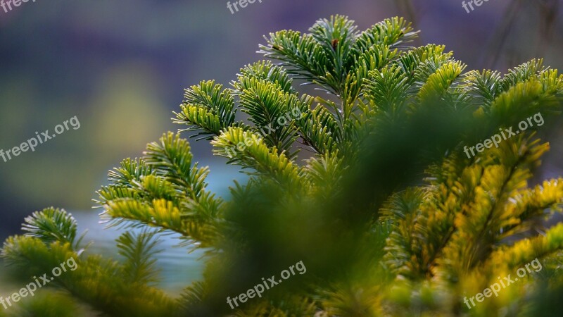 Forest Tree Landscape Forests Nature