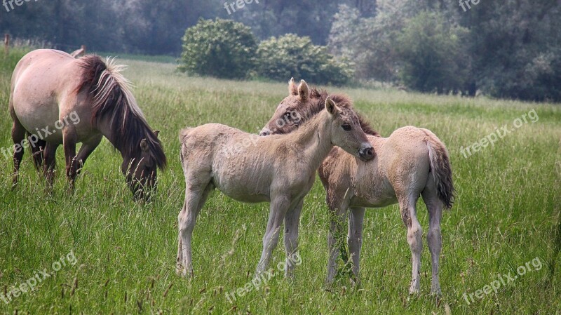 Small Children Foals Spring Polder Meadow