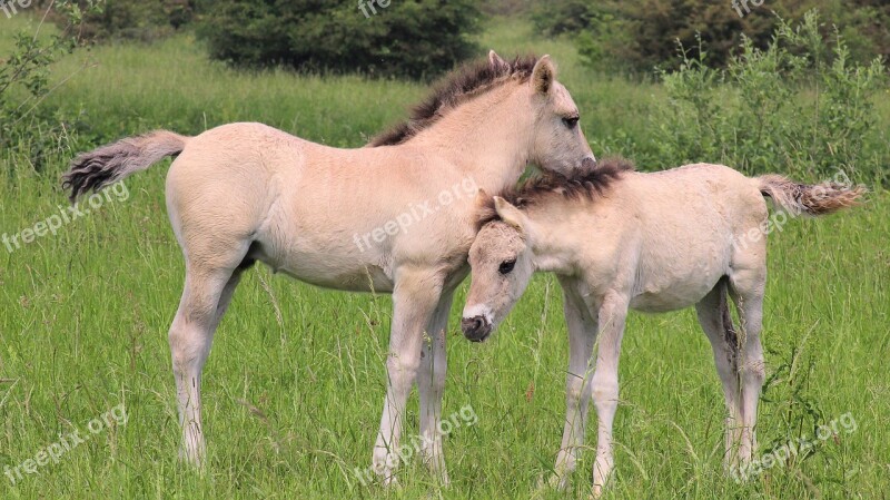 Horses Foals Together Love Maternal Love