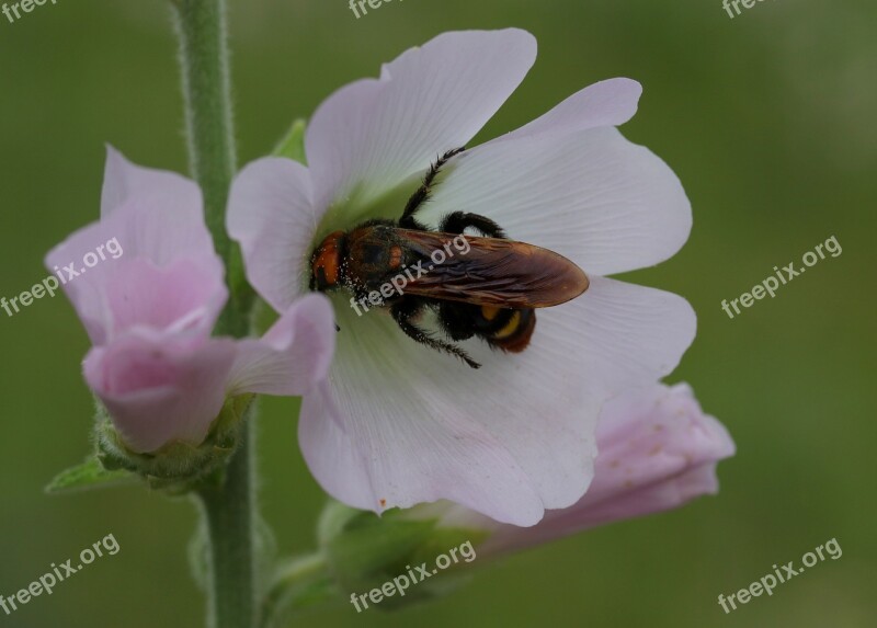 Bee Wasp Great Flower Insect