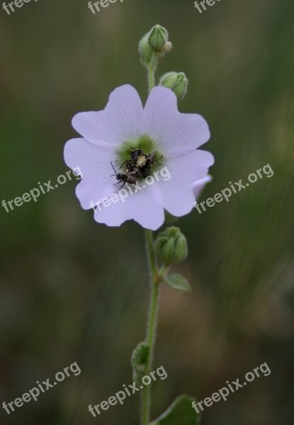 Flower Bee Roi Food Insecta