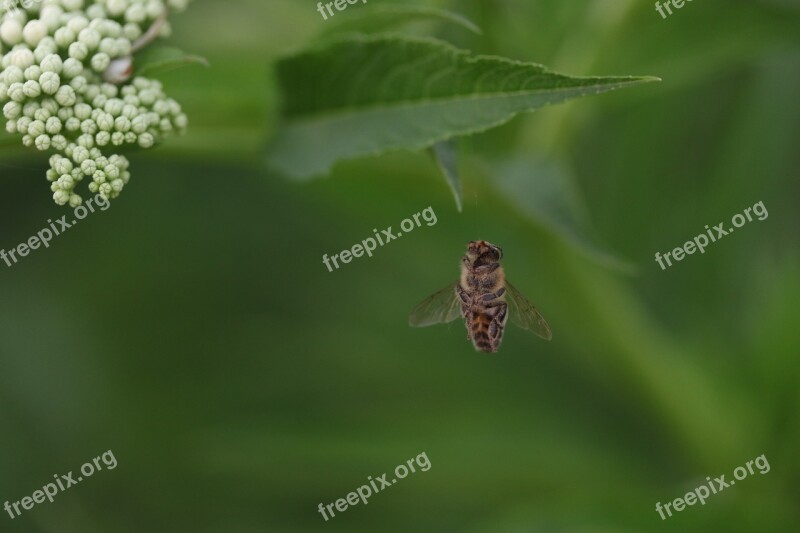 Bee Wings Insecta Flight Nature