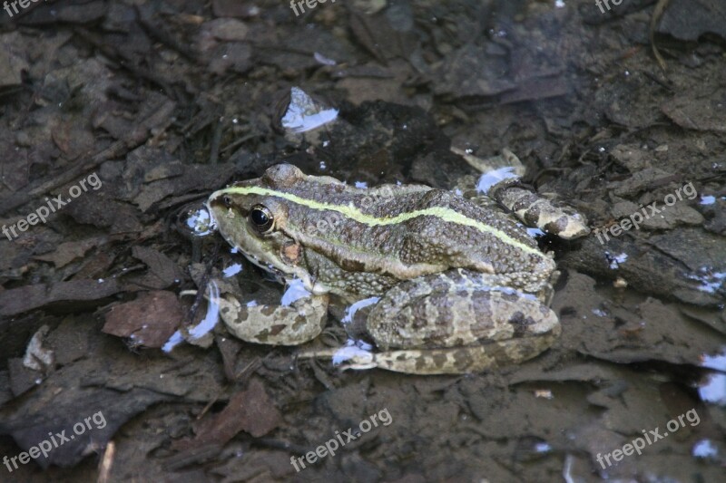 Frog Water Amphibian Animal Nature