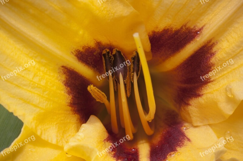 Daylily Hemerocallis Day Lily Plants Flower Plant