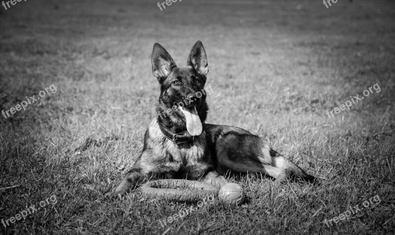 Dog Shepherd Animals Free Photos