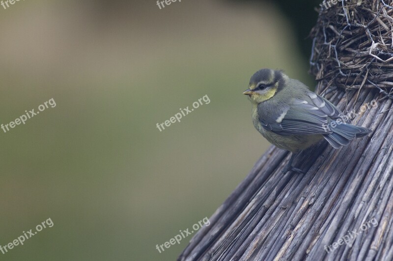 Tit Aviary Bird Free Photos