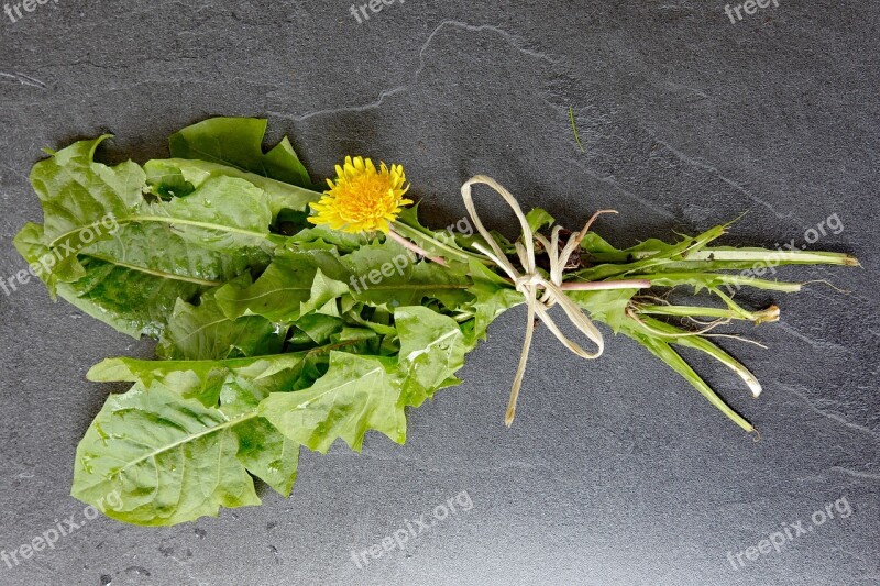 Dandelion Dandelion Leaves Dandelion Leaf Bright Pointed Flower