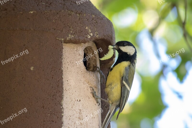 Nature Bird Tit Caterpillar In Its Beak Free Photos