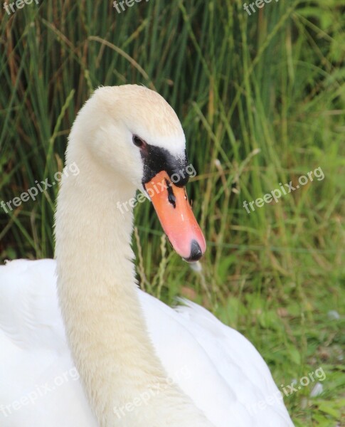 Swan Mute Swan Bird Pen Free Photos